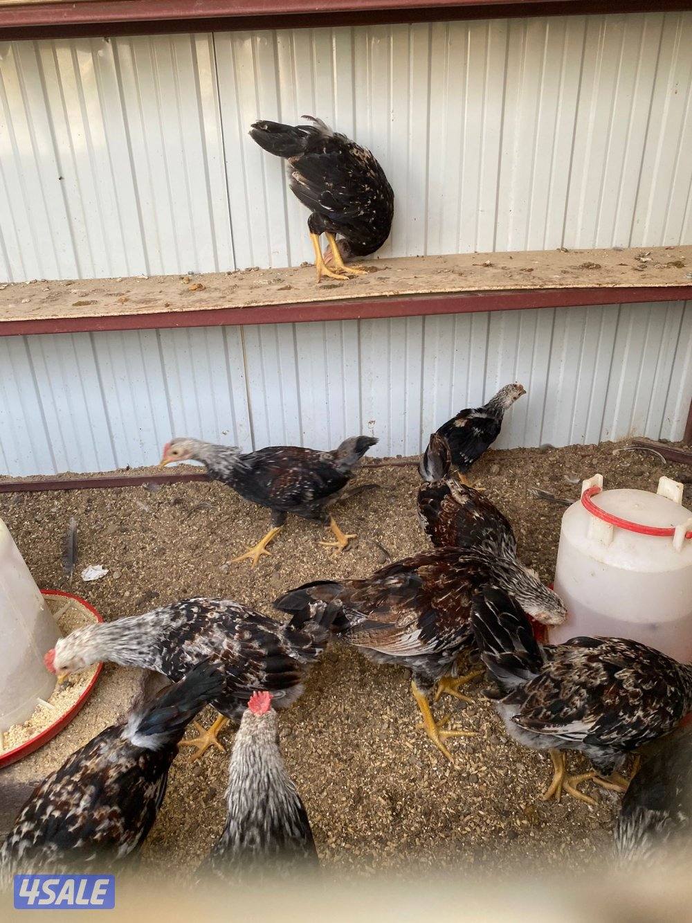 للبيع فروخ دياكه0