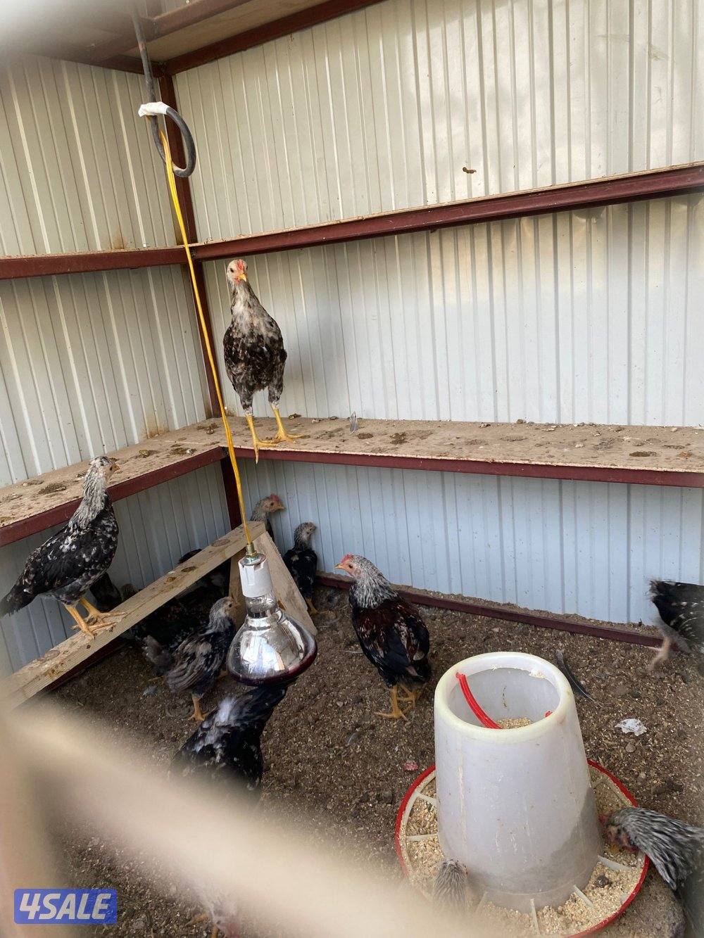 للبيع فروخ دياكه1