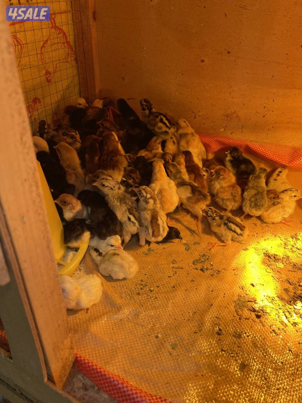 صيصان للبيع ألوان جميله  الأعمار شهر ثلاث أسابيع أسبوعين0