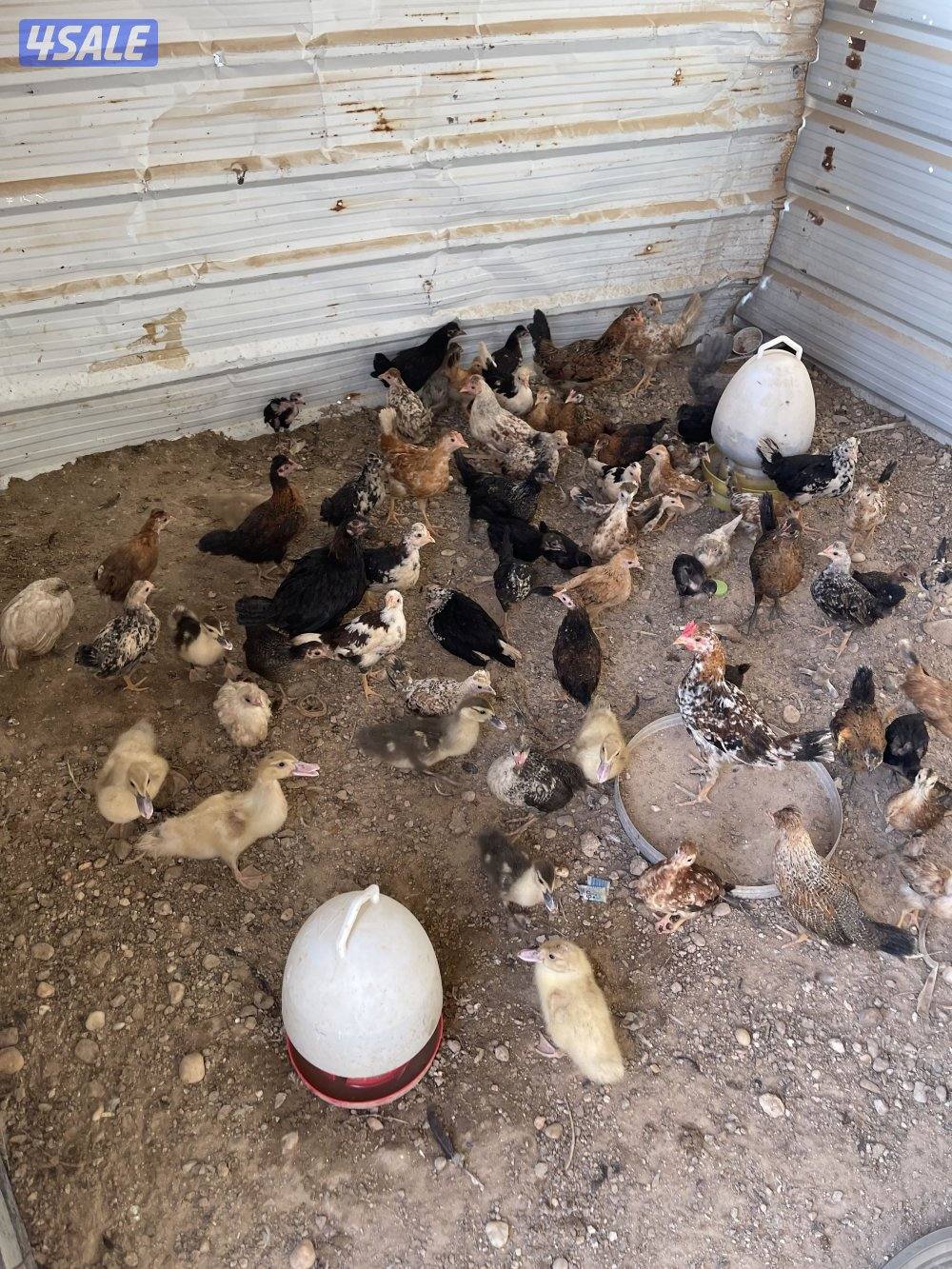 للبيع دجاج0