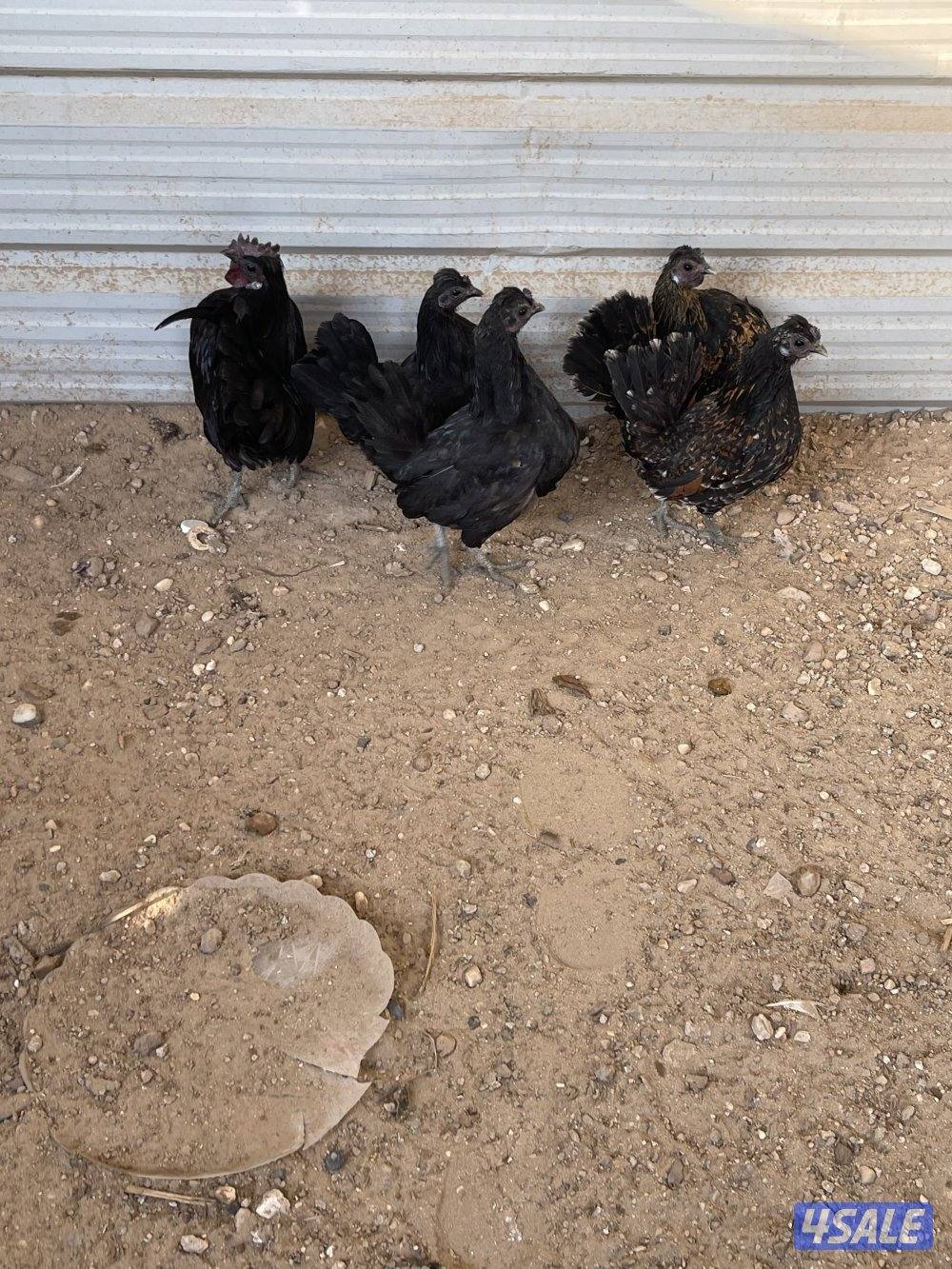 للبيع دجاج1