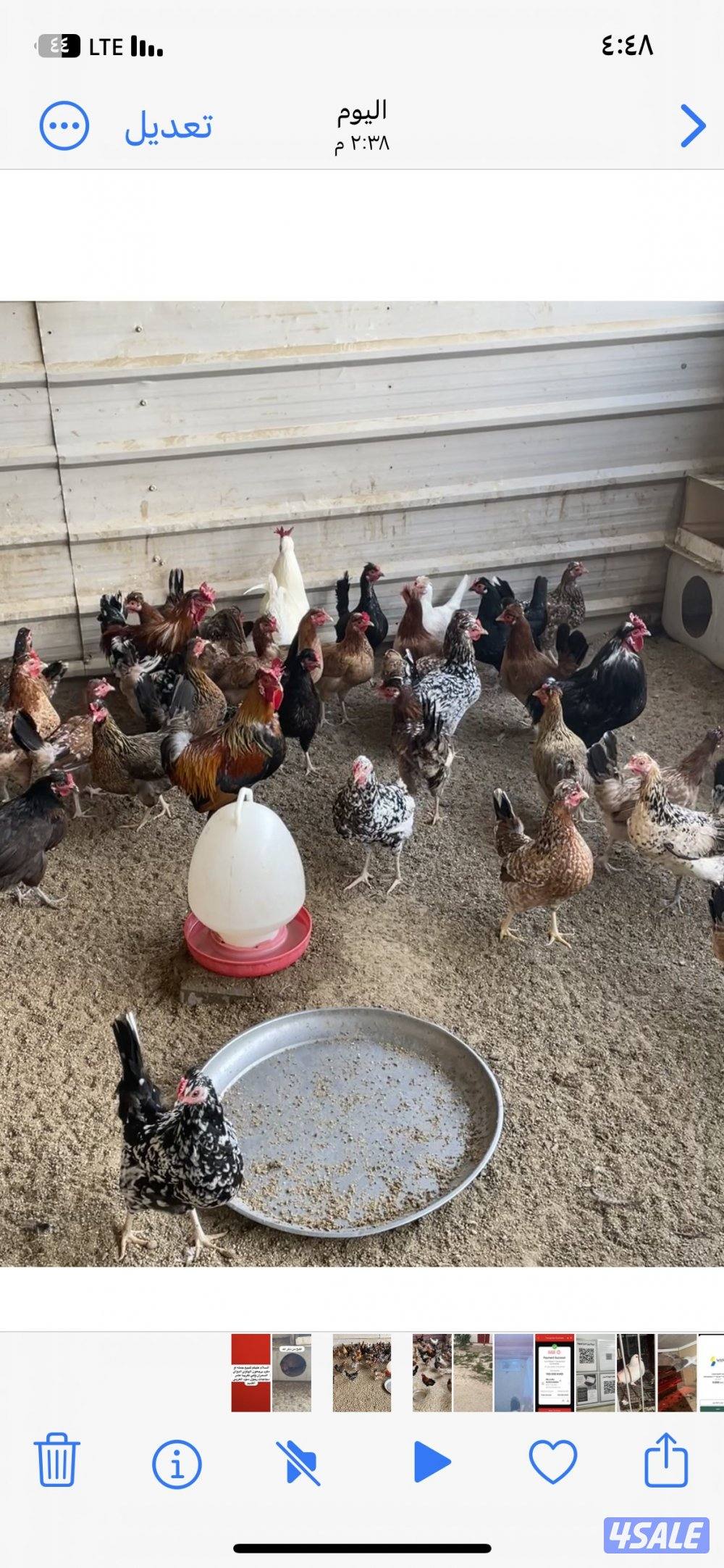 للبيع عربي قديم جمله او مفرد يرجع الهاوي الدواي السمران0