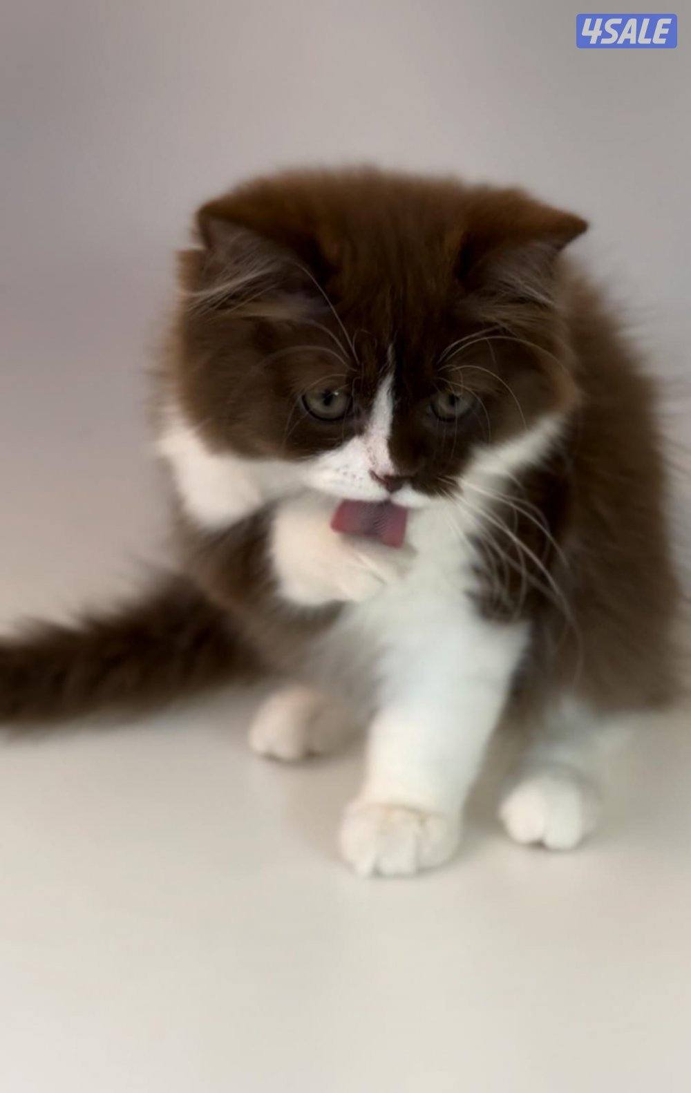 British bicolor cinnamon0