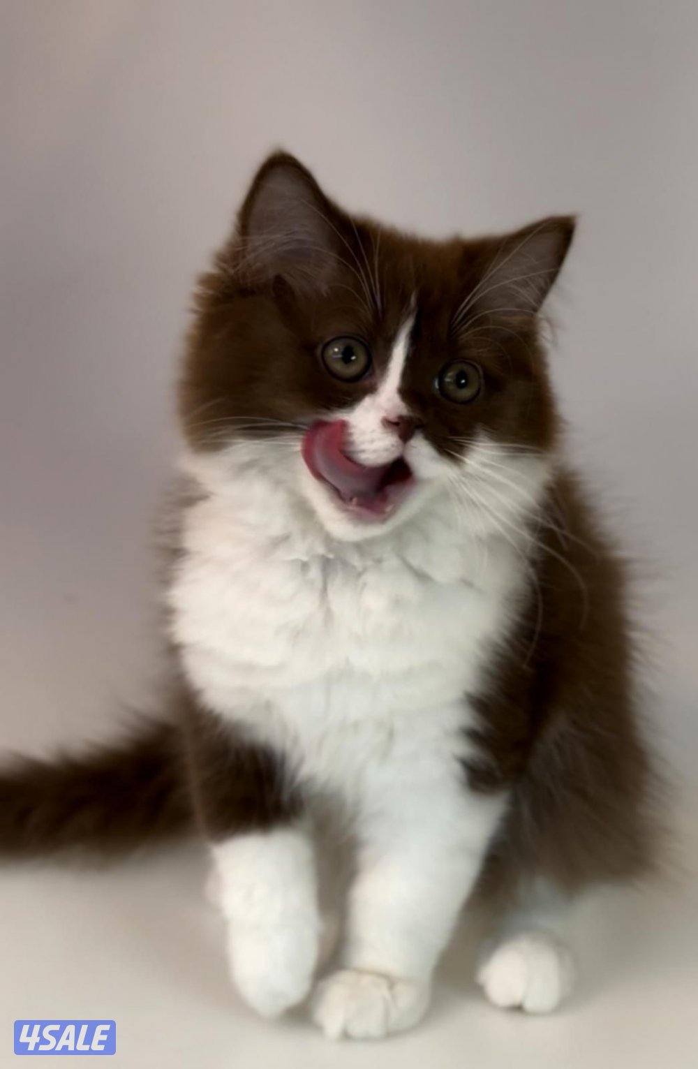 British bicolor cinnamon2