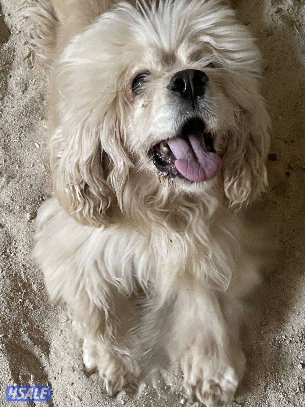 للبيع جلاب بيعه سريعه0