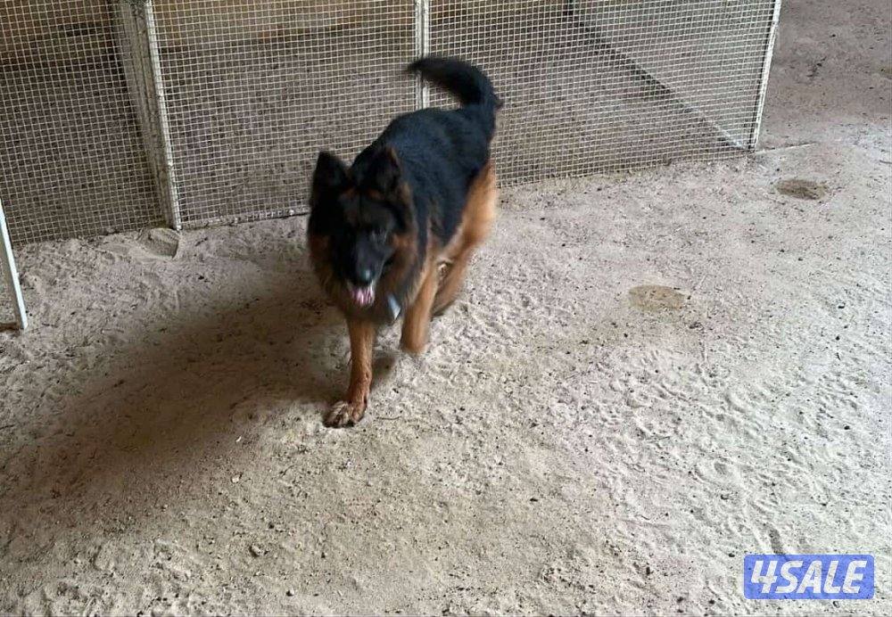 للبيع جلاب بيعه سريعه3