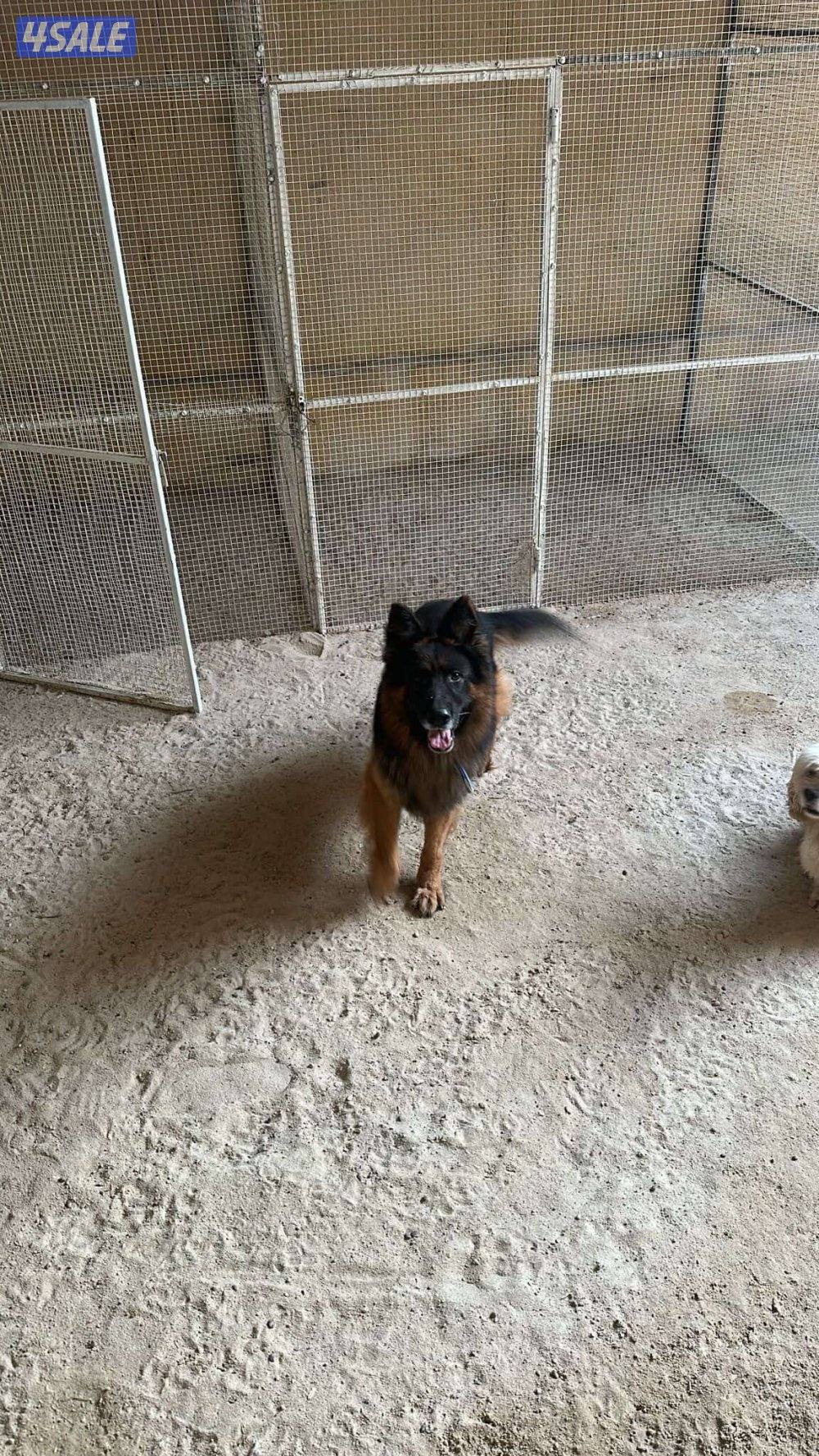 للبيع جلاب بيعه سريعه4