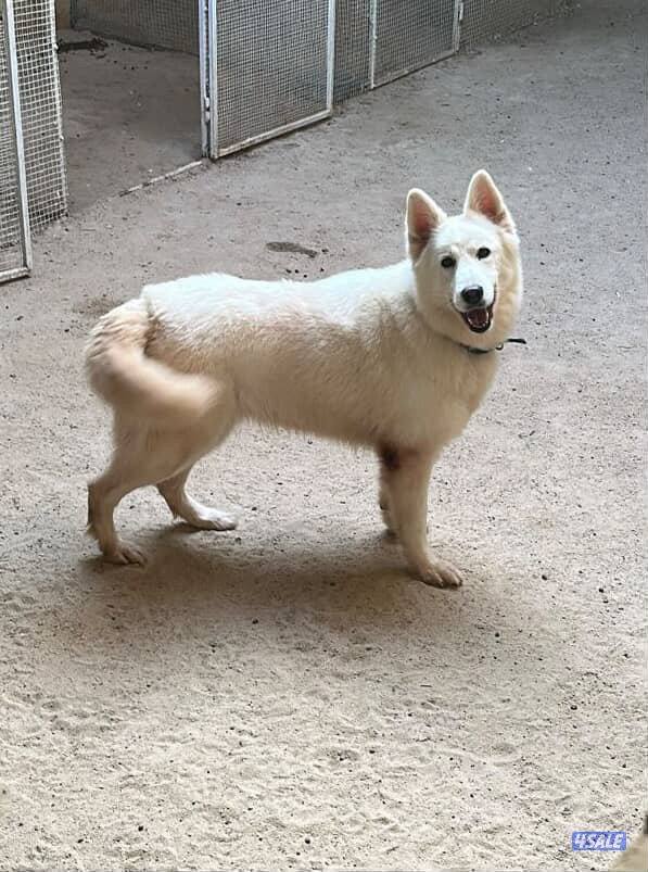 للبيع جلاب بيعه سريعه6