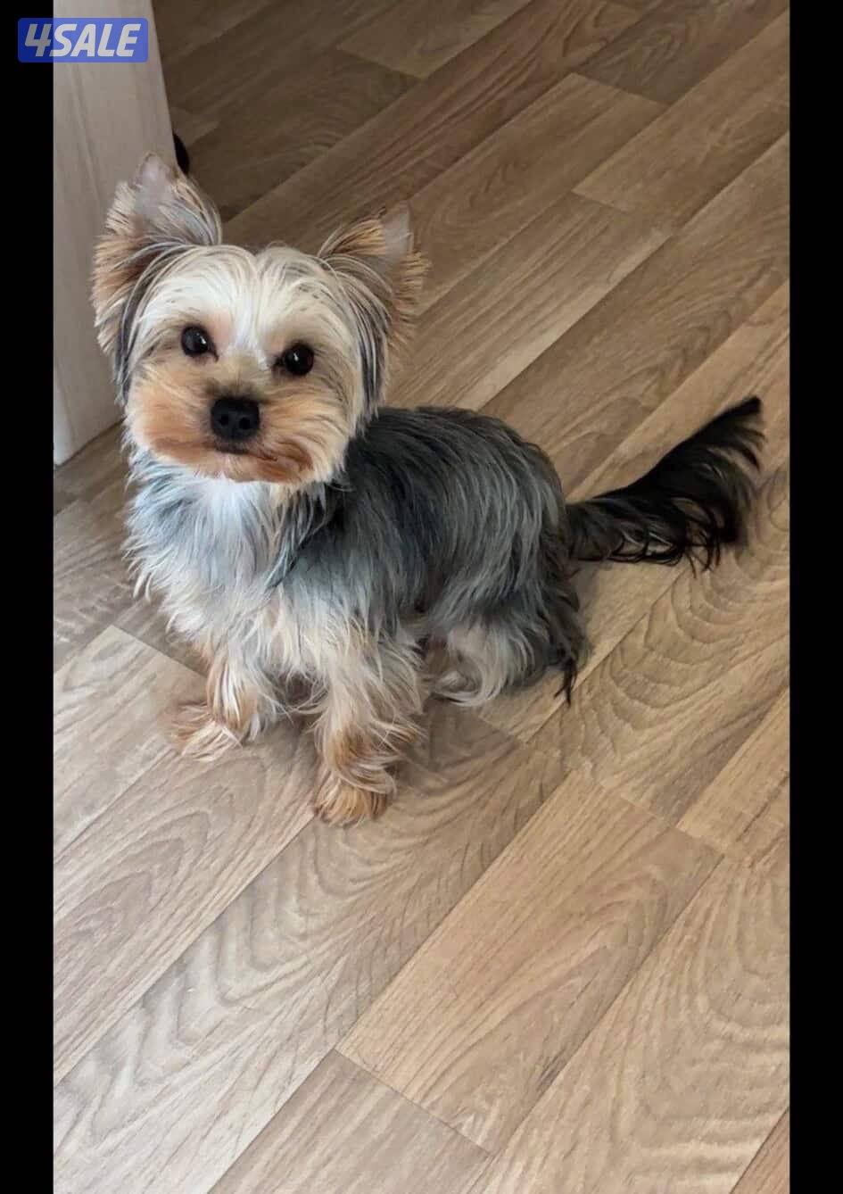 للبيع جلاب بيعه سريعه9