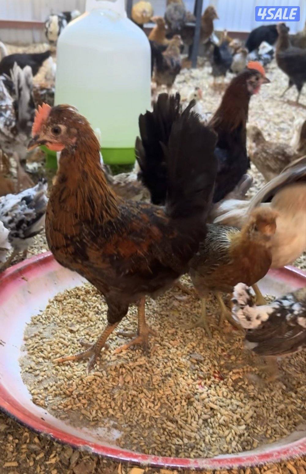 للبيع عربي قديم مشكل صحه فوق الجيده العمر ثلث شهورالمجموعه على ١٥0