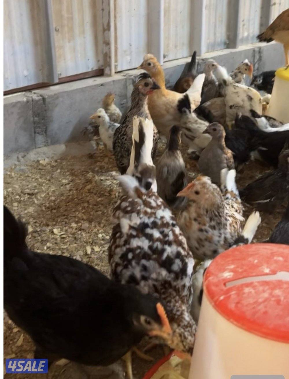 للبيع عربي قديم مشكل صحه فوق الجيده العمر ثلث شهورالمجموعه على ١٥1