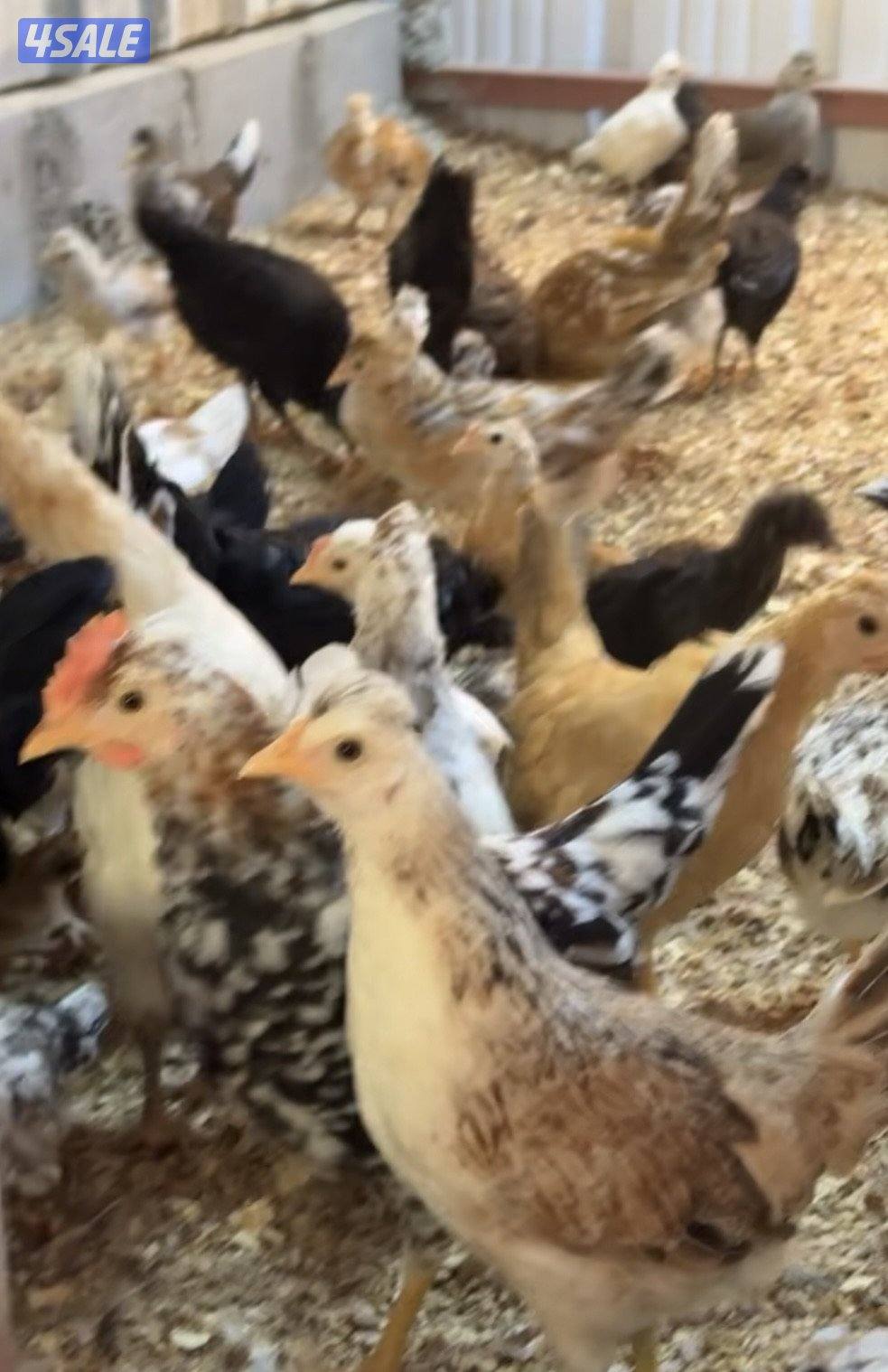 للبيع عربي قديم مشكل صحه فوق الجيده العمر ثلث شهورالمجموعه على ١٥2