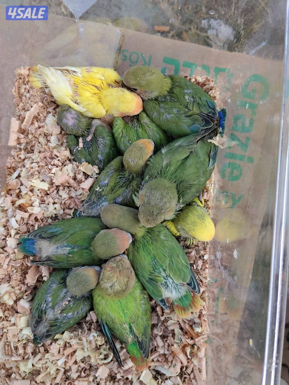 فروخ اللوف بيرد عس0