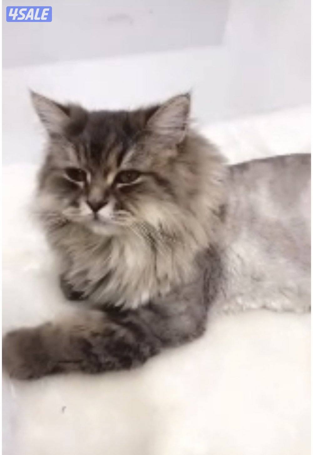 تبني ذكر القطط  روسي   سايبيرين0