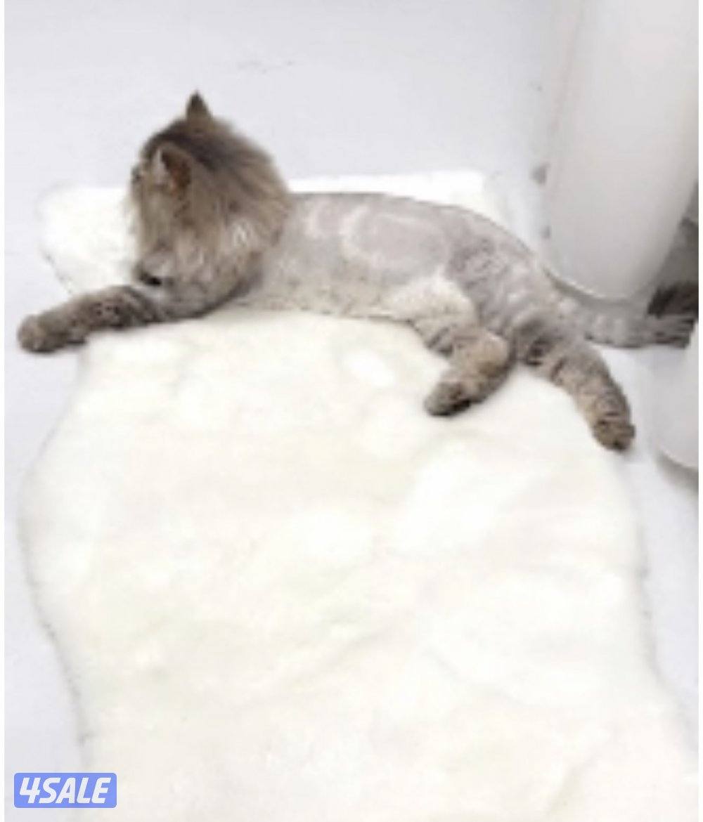 تبني ذكر القطط  روسي   سايبيرين1