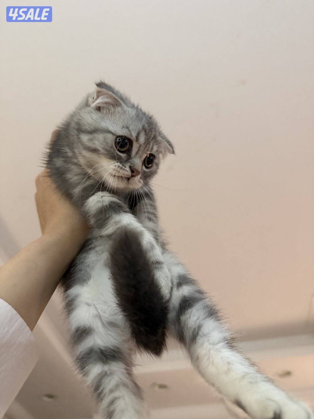 كيتن سكوتش فولد0