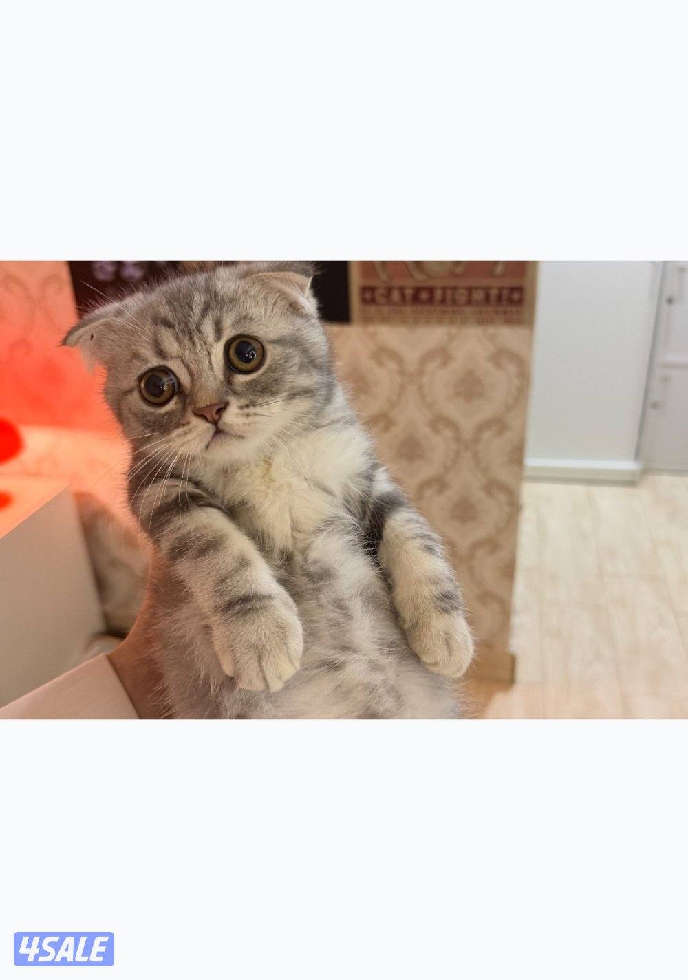 كيتن سكوتش فولد1