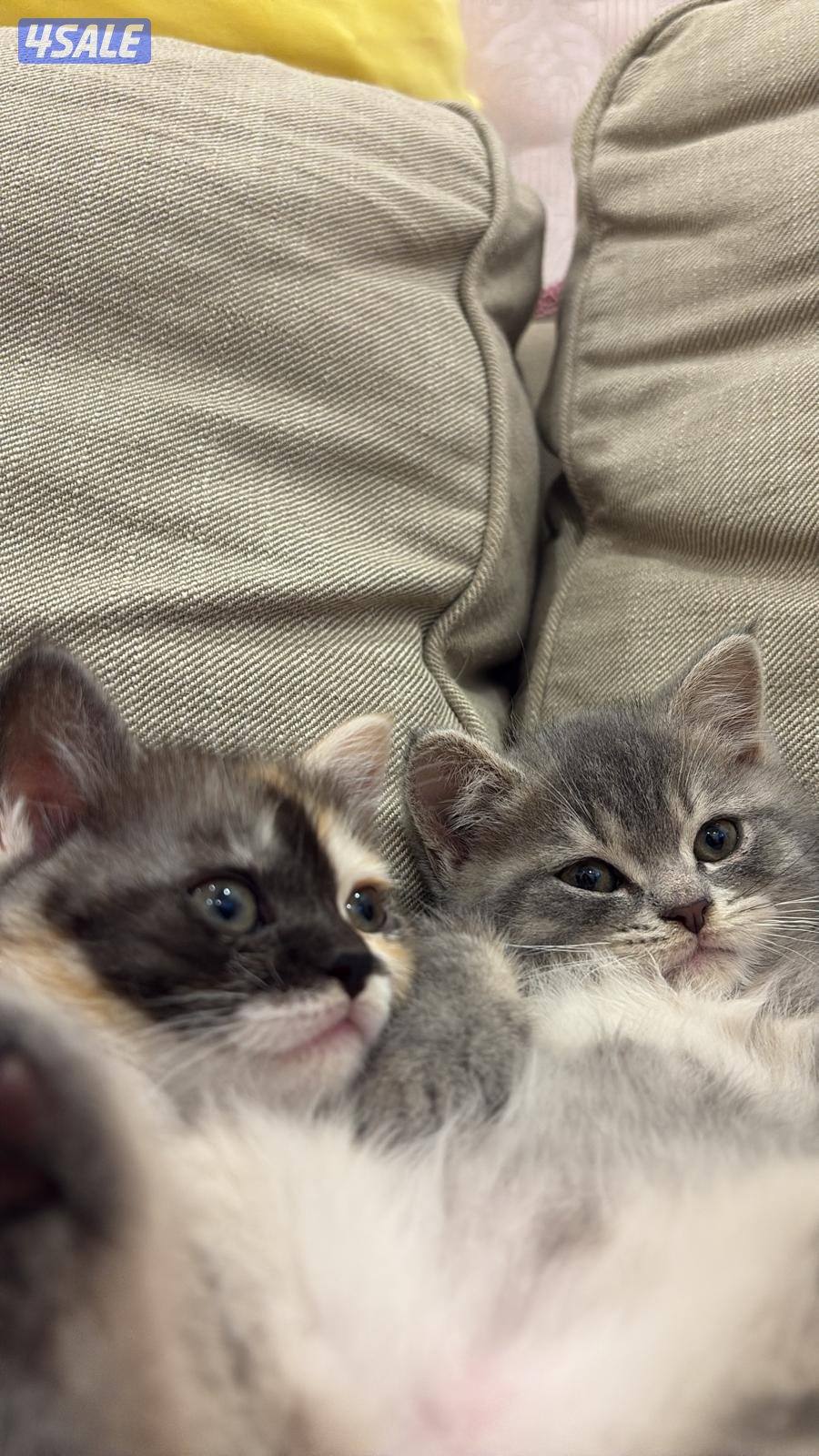 قطط ٣ اخوان مواليد شهر ٩ _ 2025 للبيع كلهم ب٦٠ سبب البيع غسيل كلوي وما1