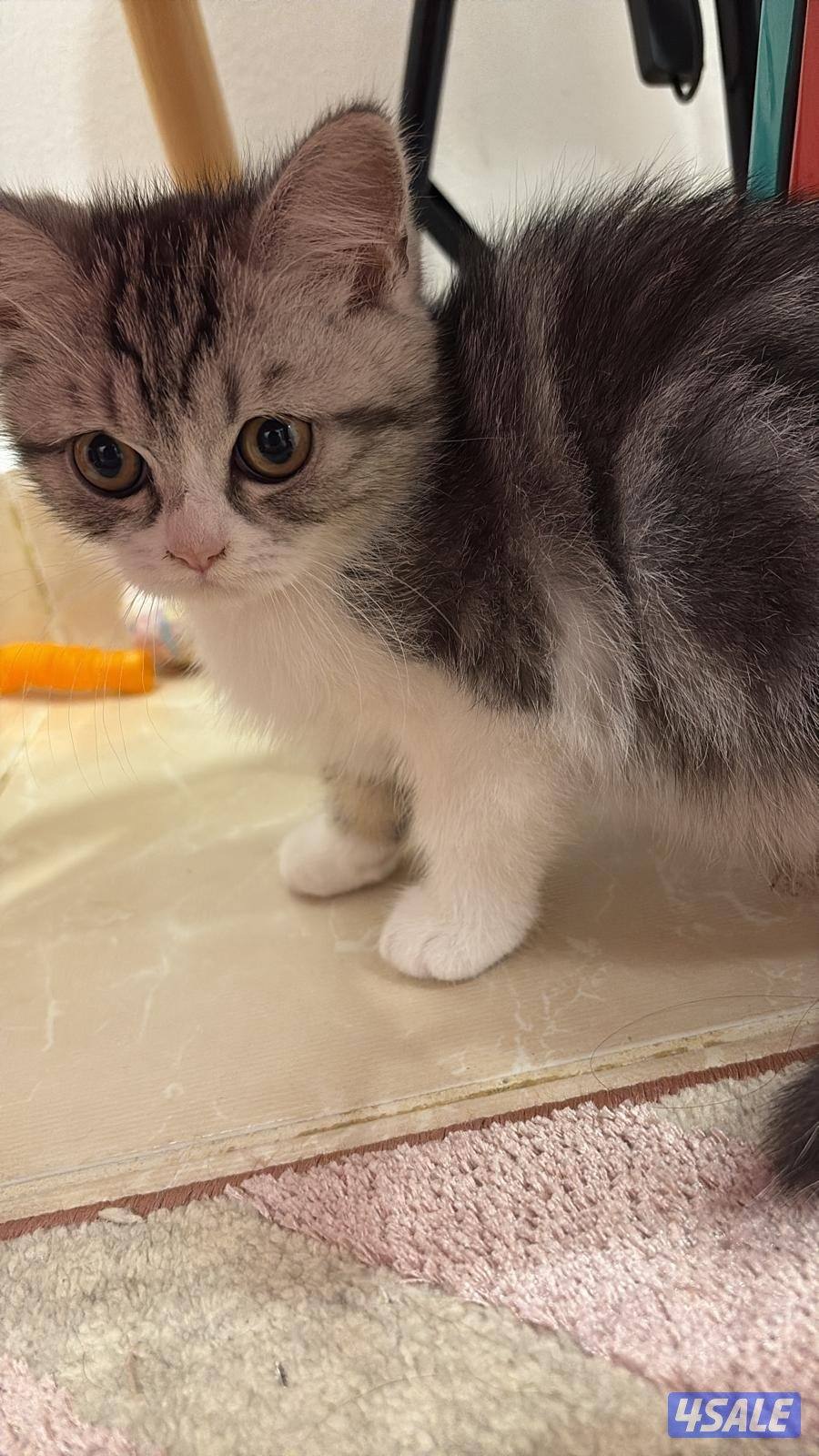 قطط ٣ اخوان مواليد شهر ٩ _ 2025 للبيع كلهم ب٦٠ سبب البيع غسيل كلوي وما2