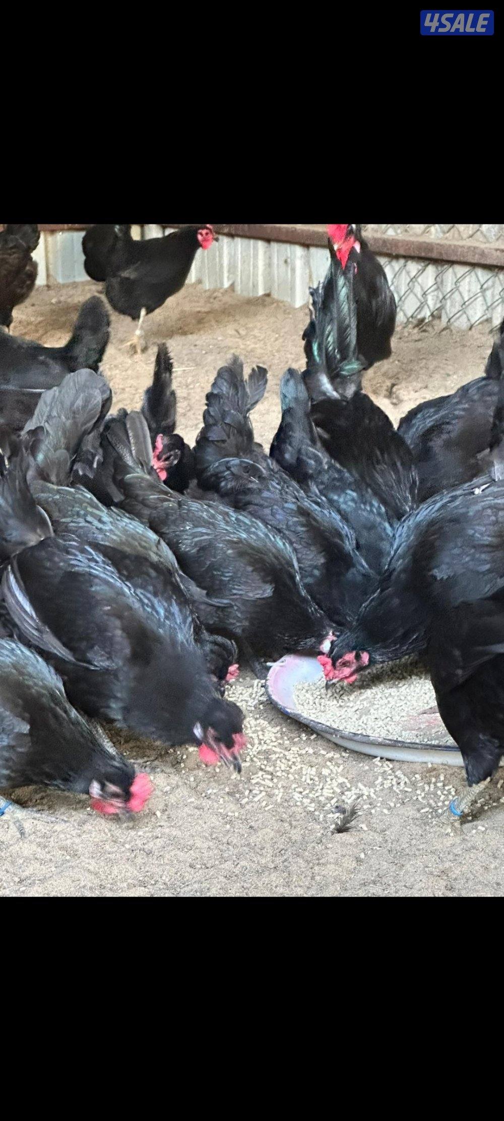 فروخ عقارب0