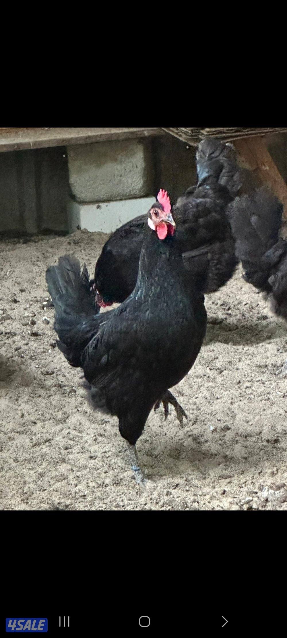 فروخ عقارب1