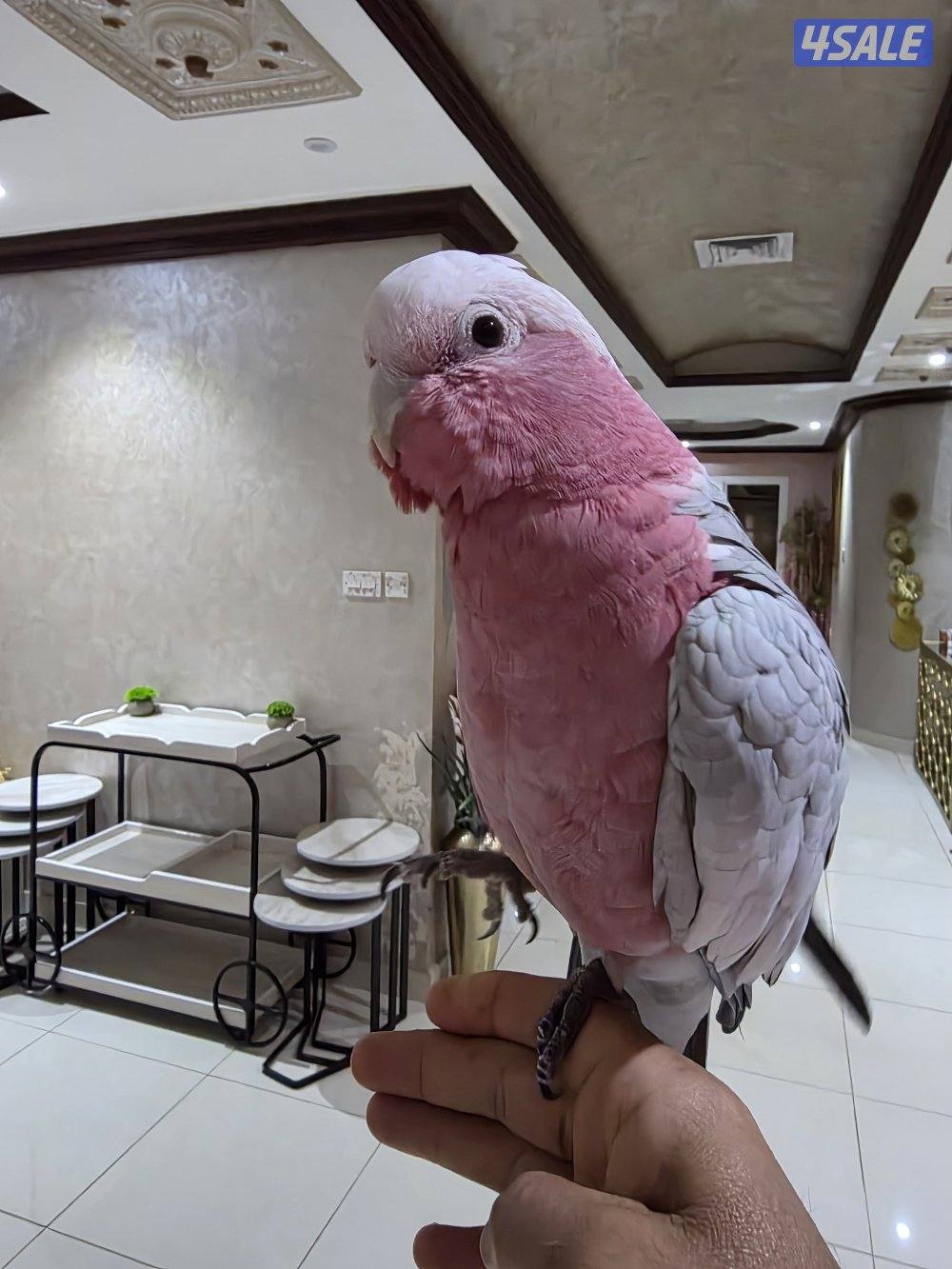 للبيع كوكاتو قالا يتكلم0