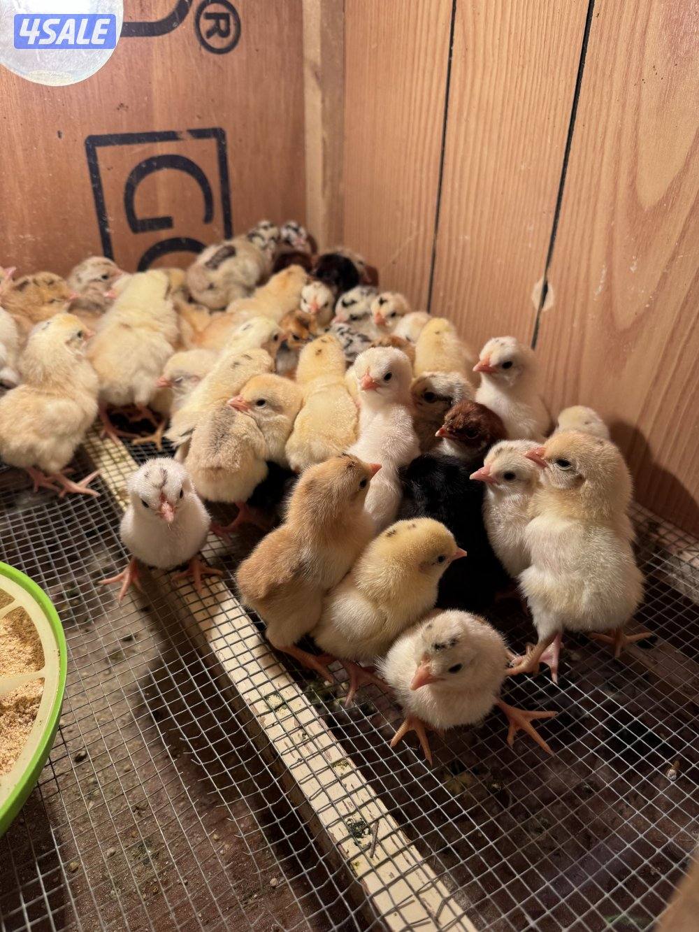 للبيع فروخ عربي قديم ١٠٠ فرخ ب ٢٠ الاعمار من يوم لي سبوعين1