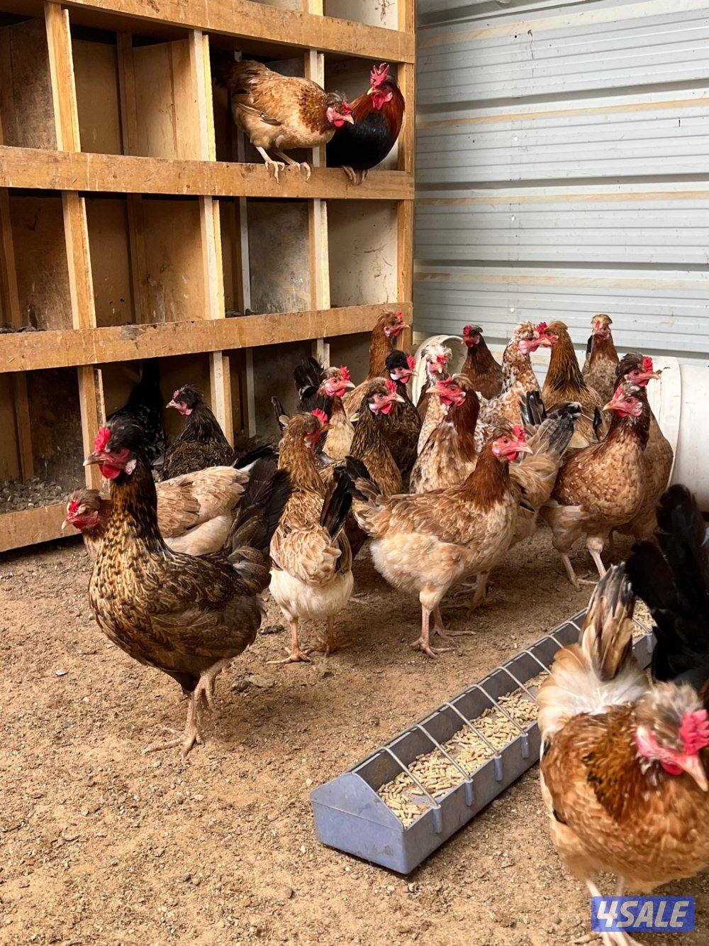 اطباق بيض فاخر 🔥💰0