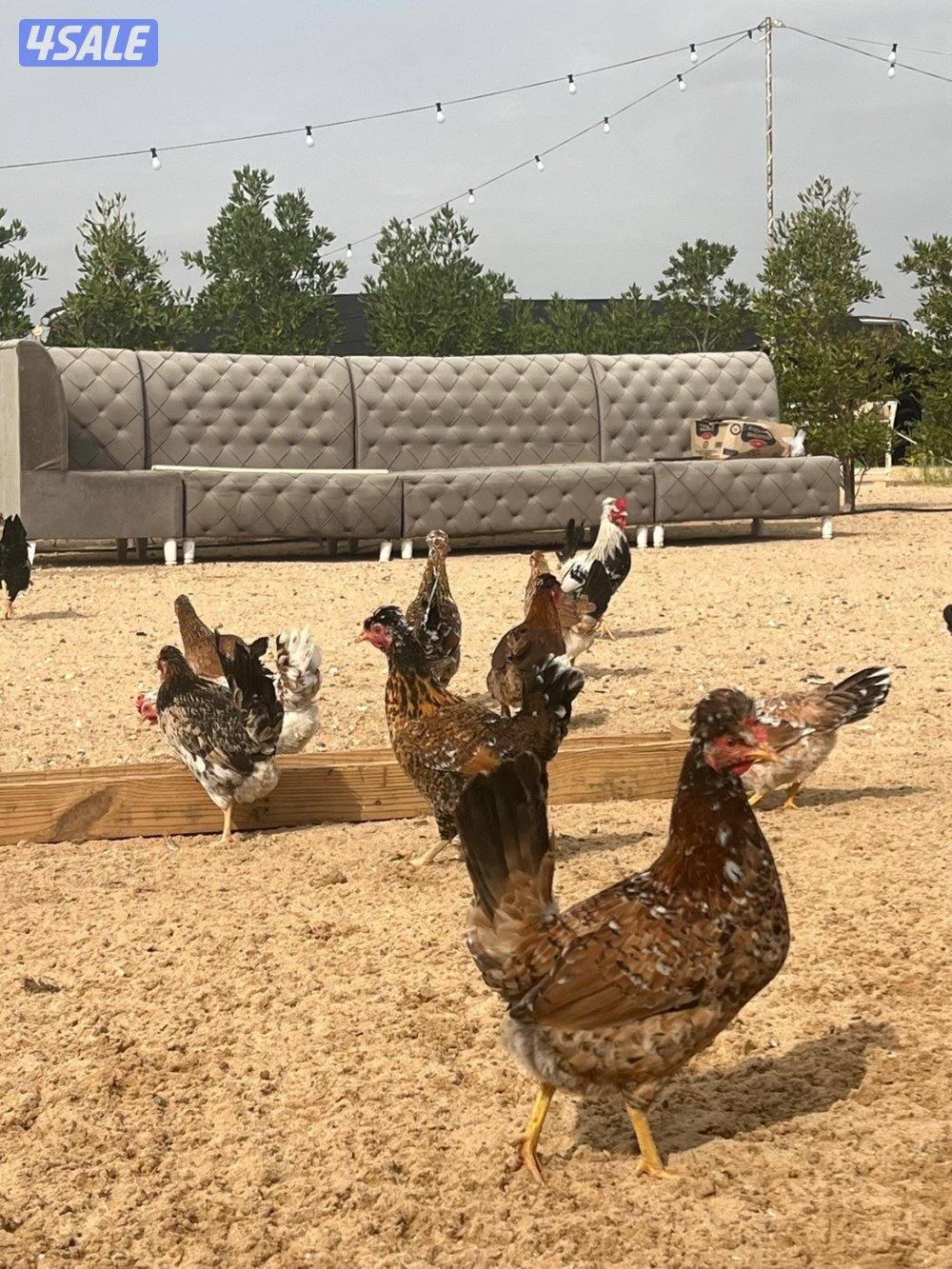 اطباق بيض فاخر 🔥💰2