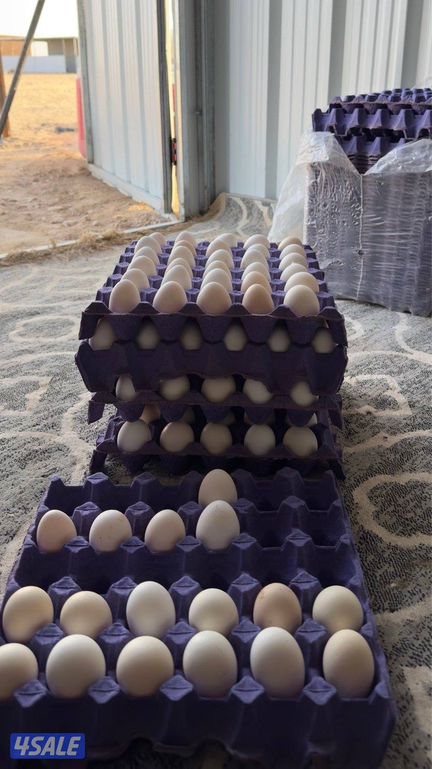 اطباق بيض فاخر 🔥💰1