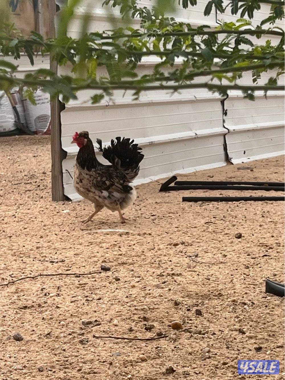 اطباق بيض فاخر 🔥💰4