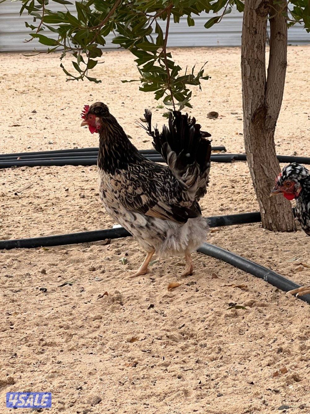 اطباق بيض فاخر 🔥💰5