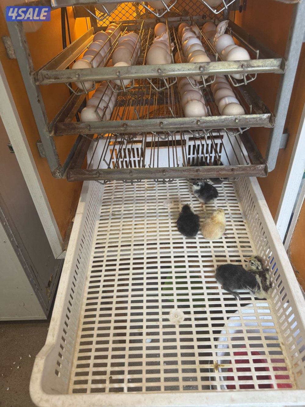 للبيع فقاسة برقان1