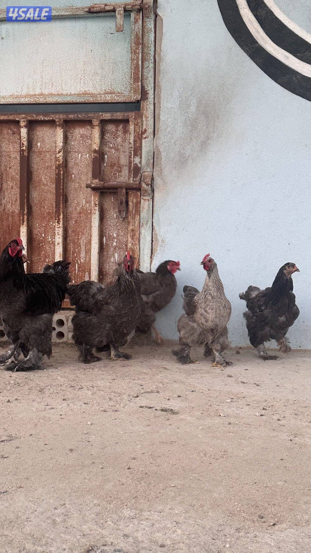 للبيع مجاميع براهما0