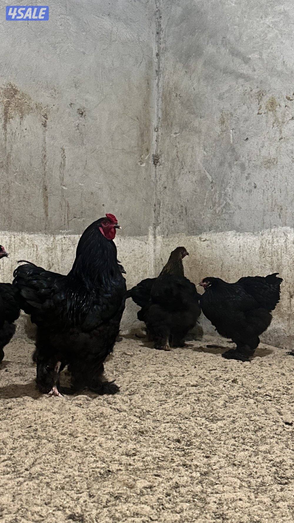 للبيع مجاميع براهما3