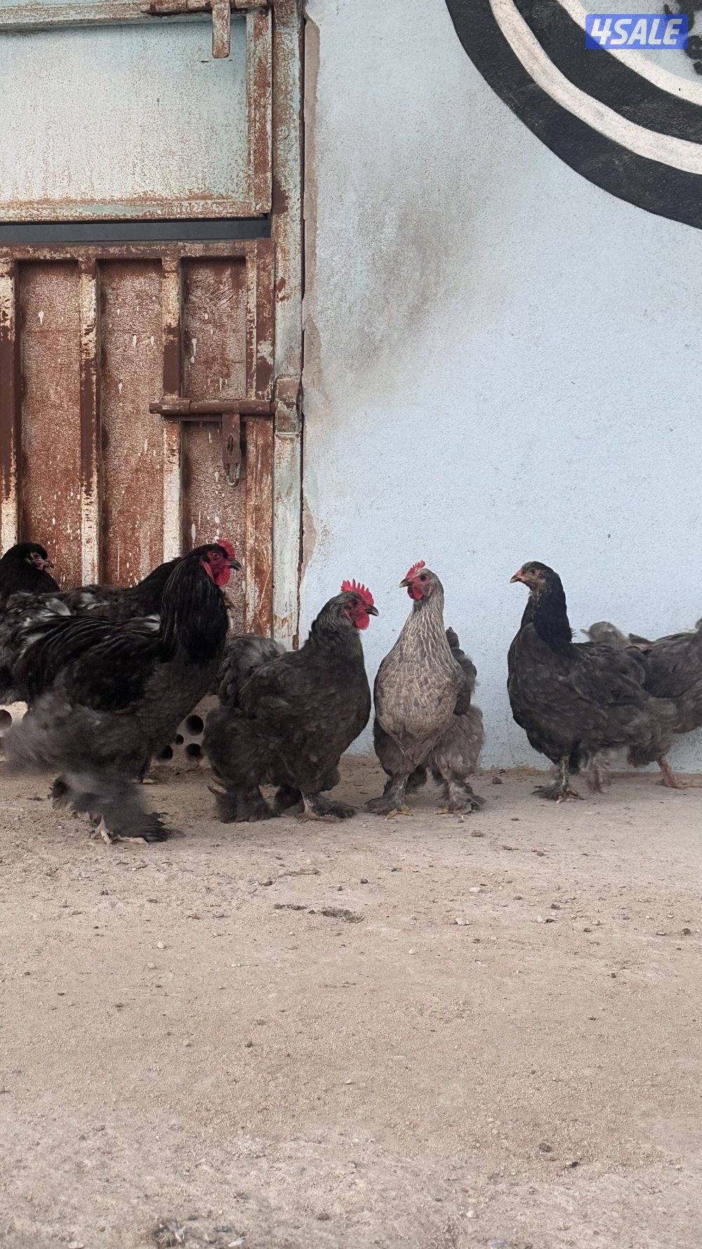 للبيع مجاميع براهما4