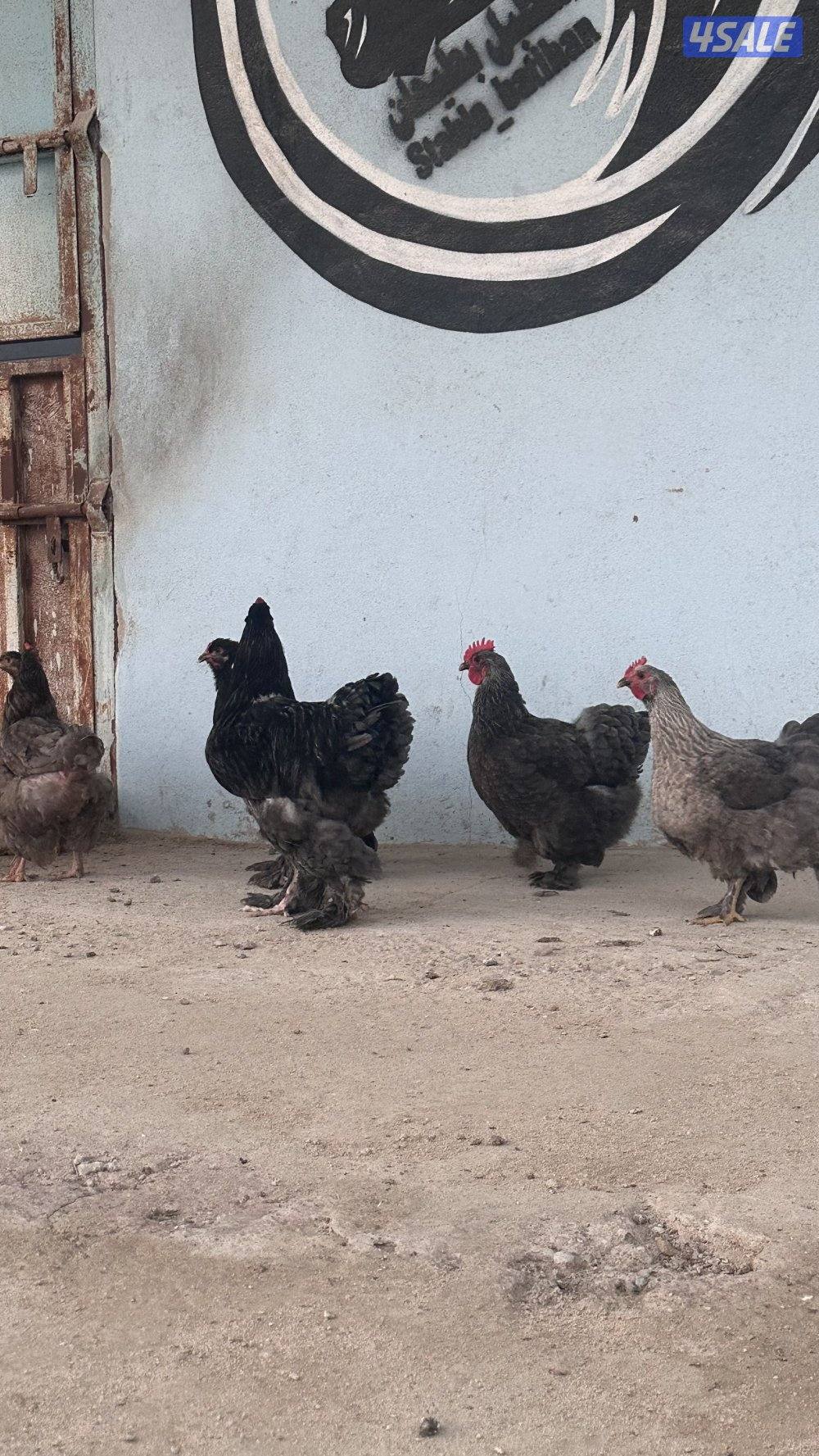 للبيع مجاميع براهما5