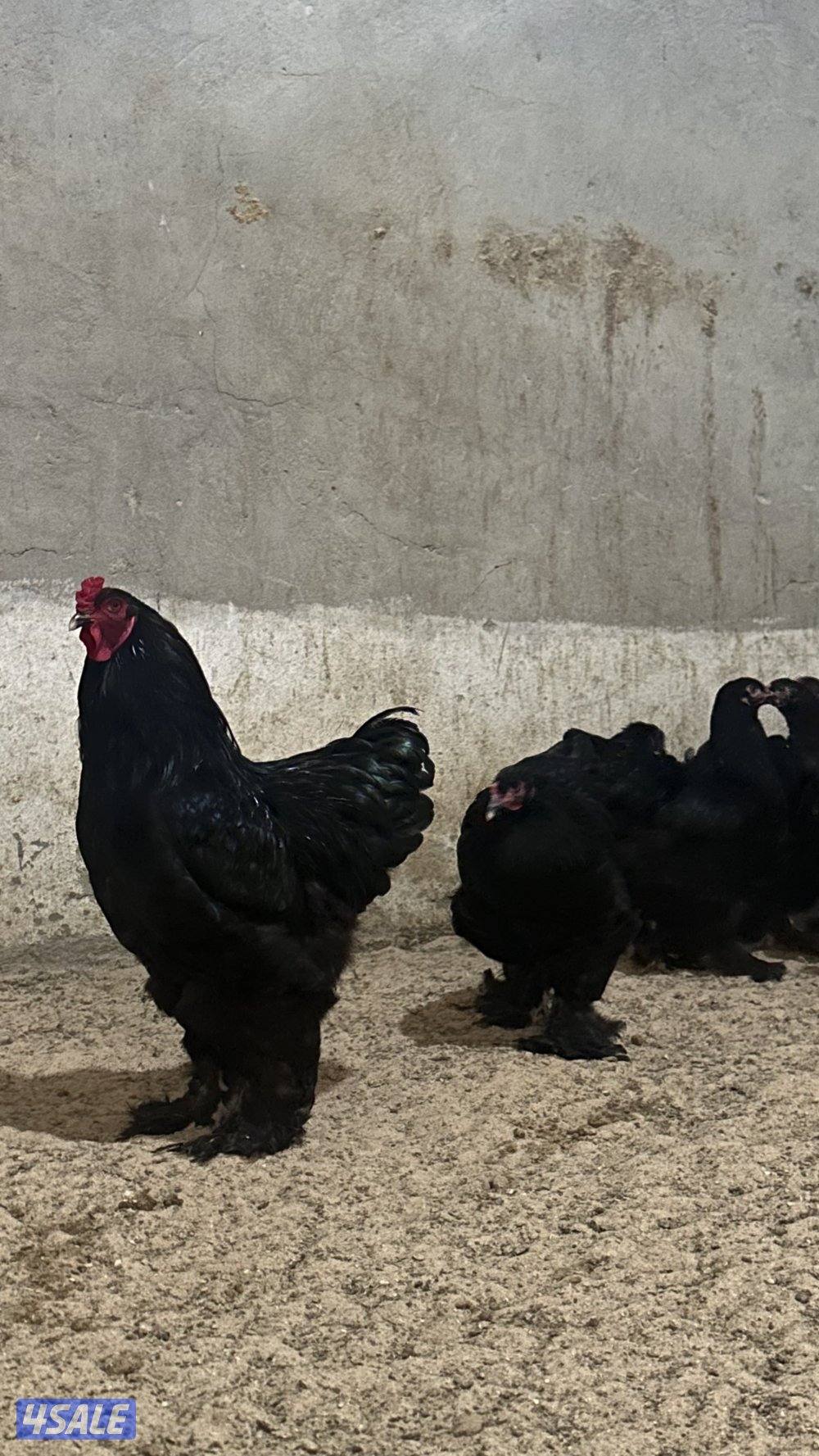 للبيع مجاميع براهما6