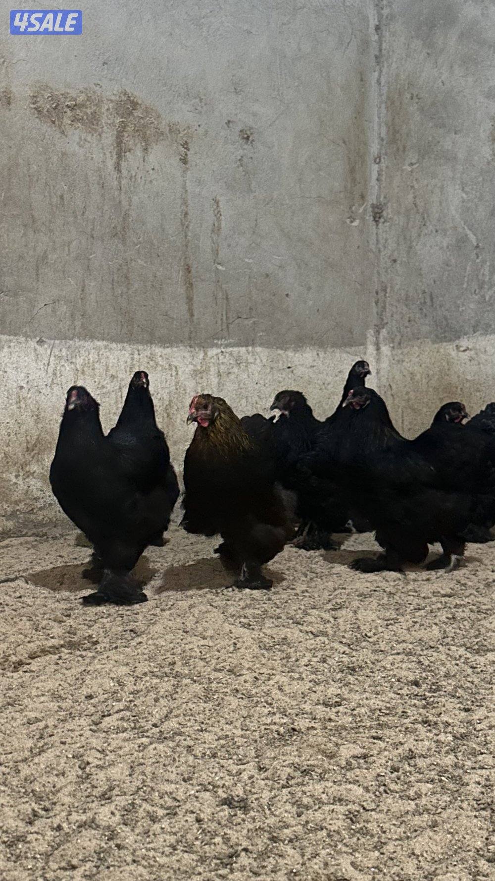 للبيع مجاميع براهما7