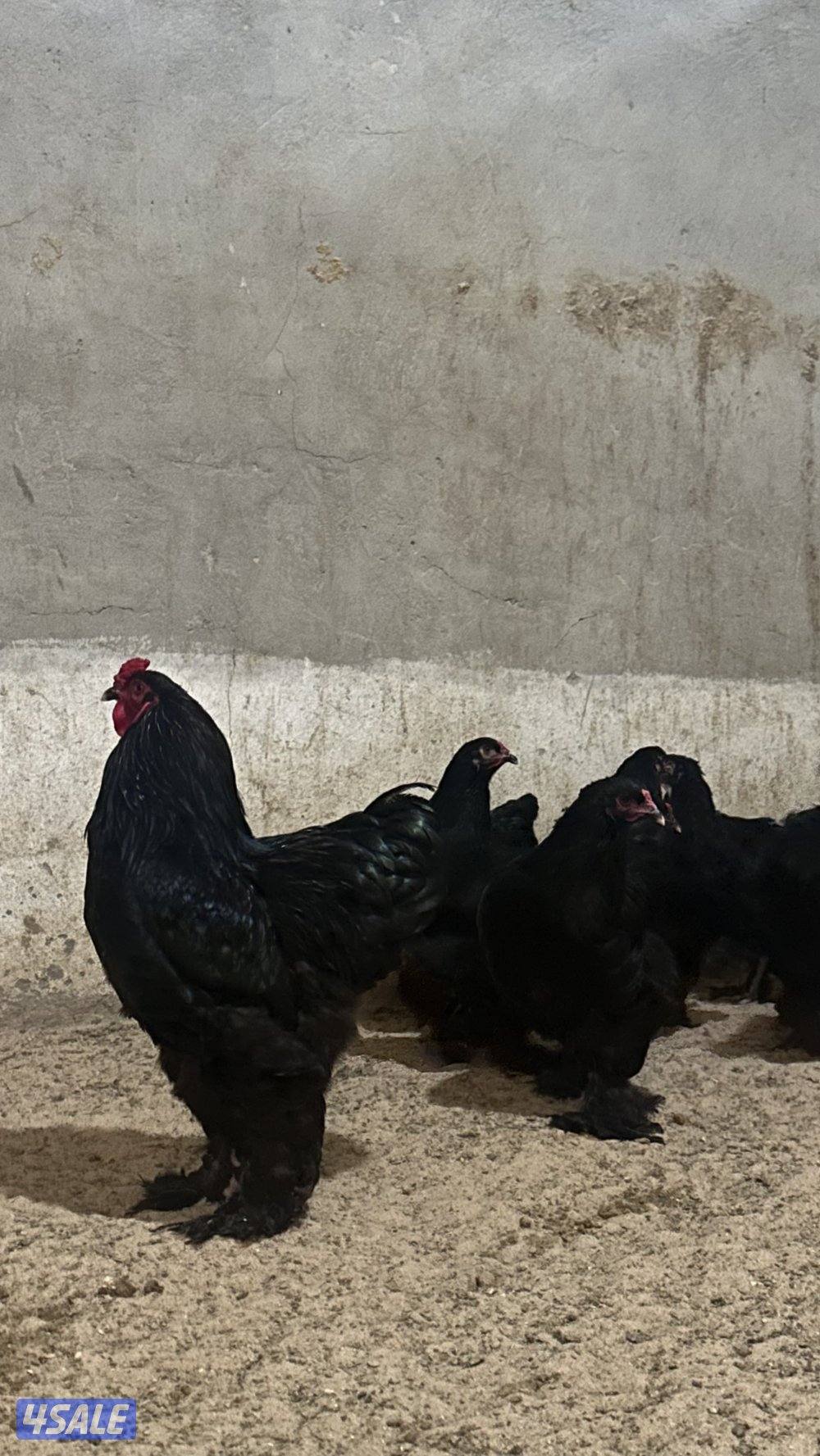 للبيع مجاميع براهما8