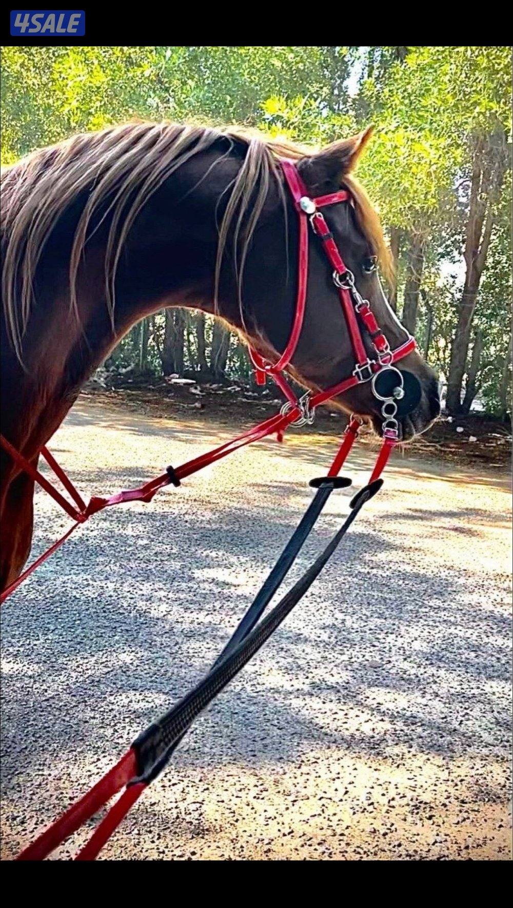 حصان بولش سلم0