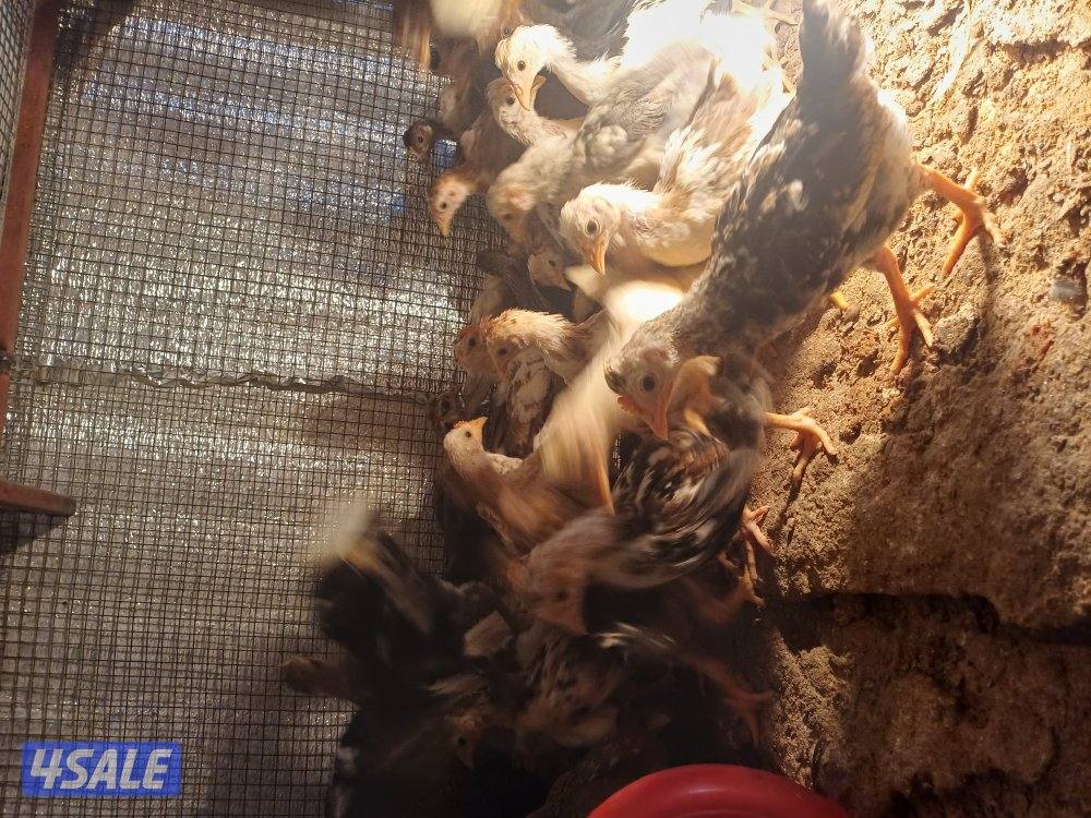 للبيع صيصان اعمار مختلفة0