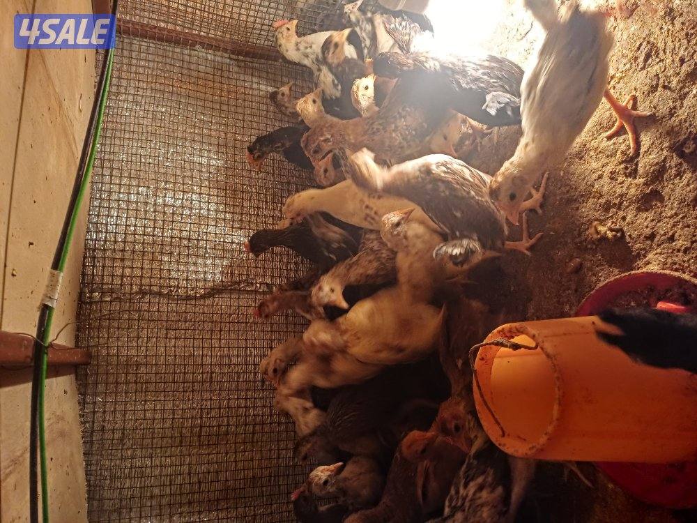 للبيع صيصان اعمار مختلفة2