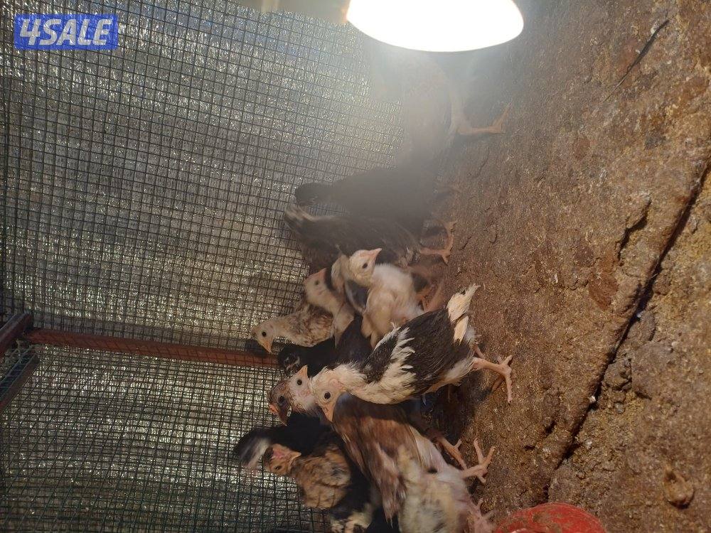 للبيع صيصان اعمار مختلفة4