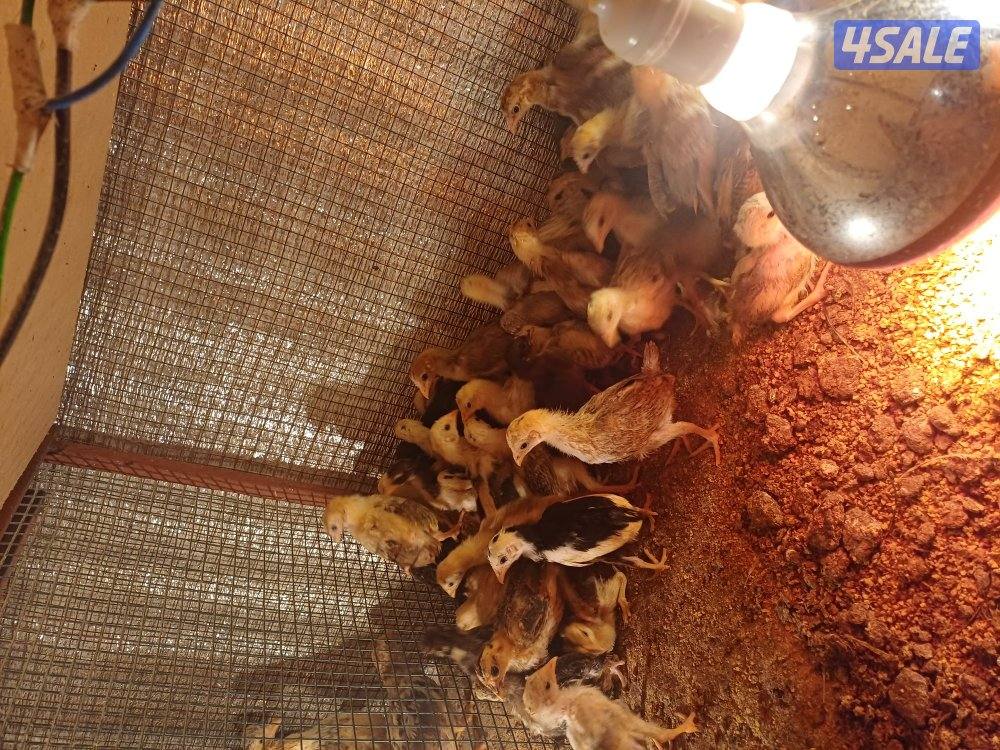 للبيع صيصان اعمار مختلفة3