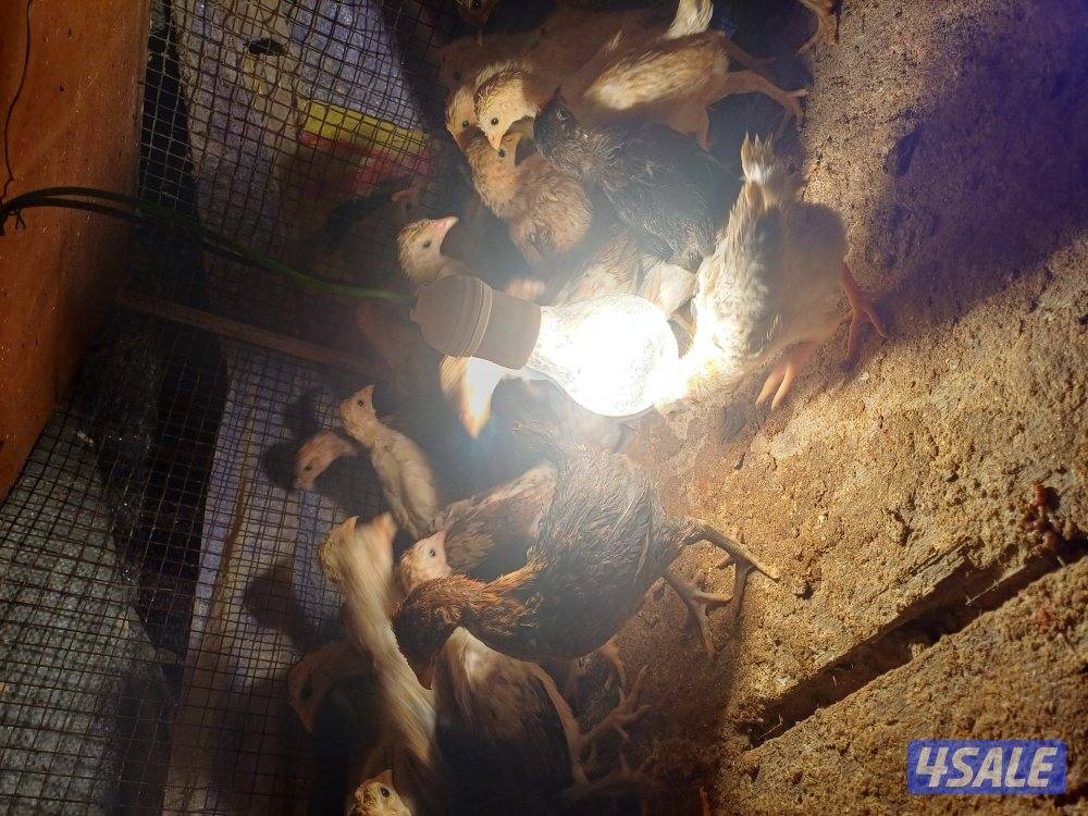 للبيع صيصان اعمار مختلفة5