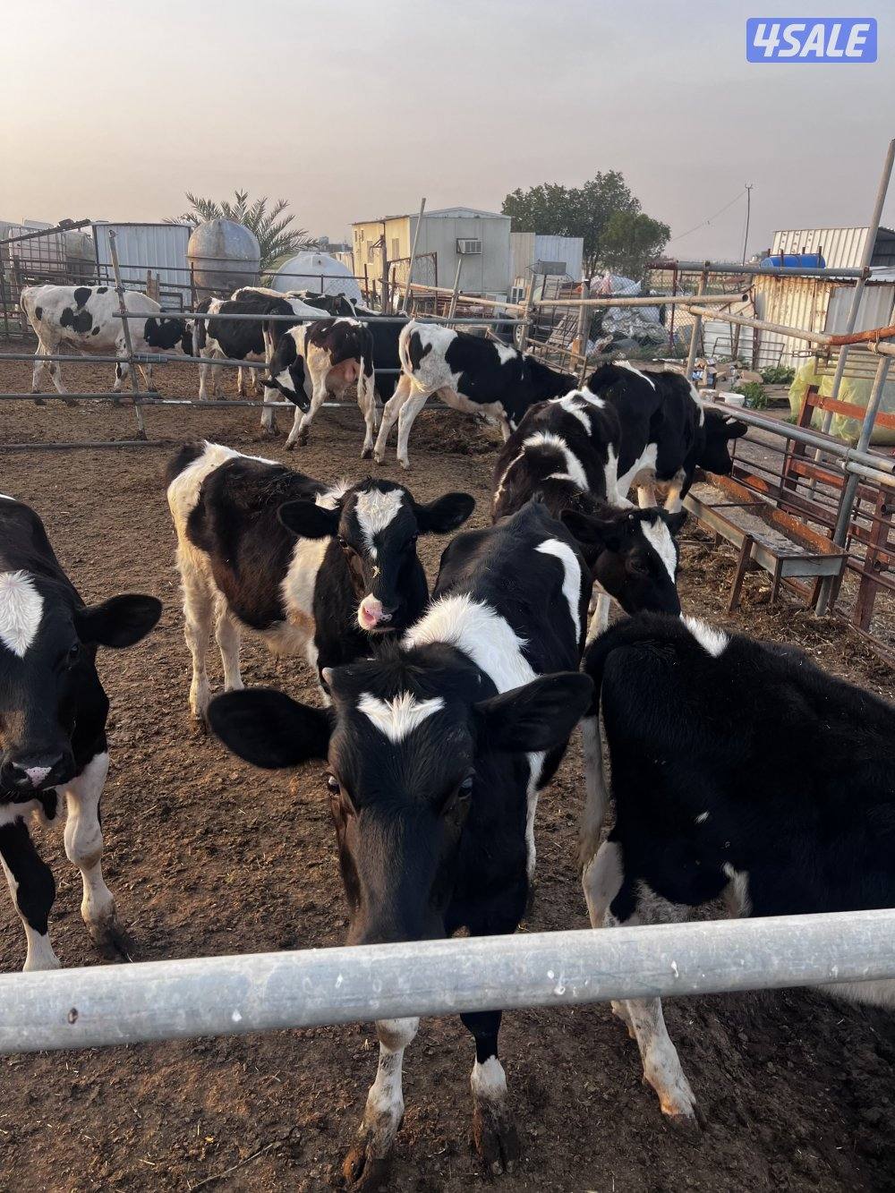 للبيع عجول وابقار محليه0