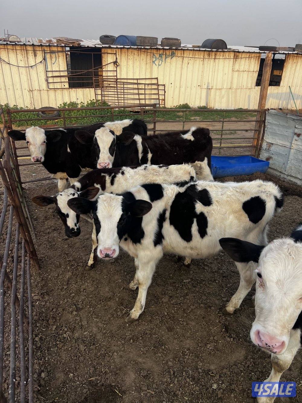 للبيع عجول وابقار محليه1