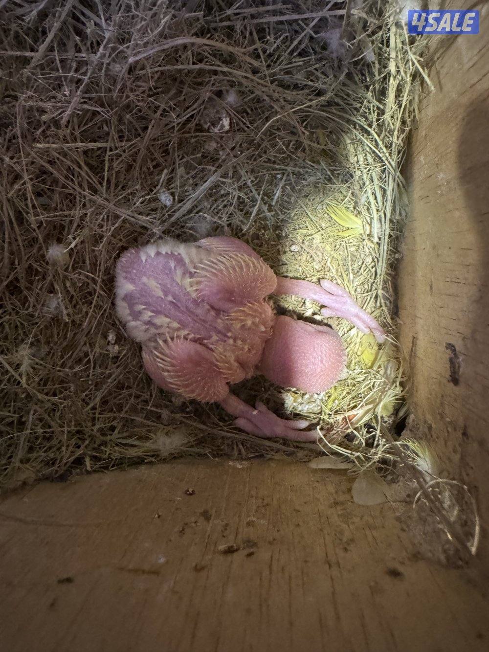 فروخ لوف بيرد1