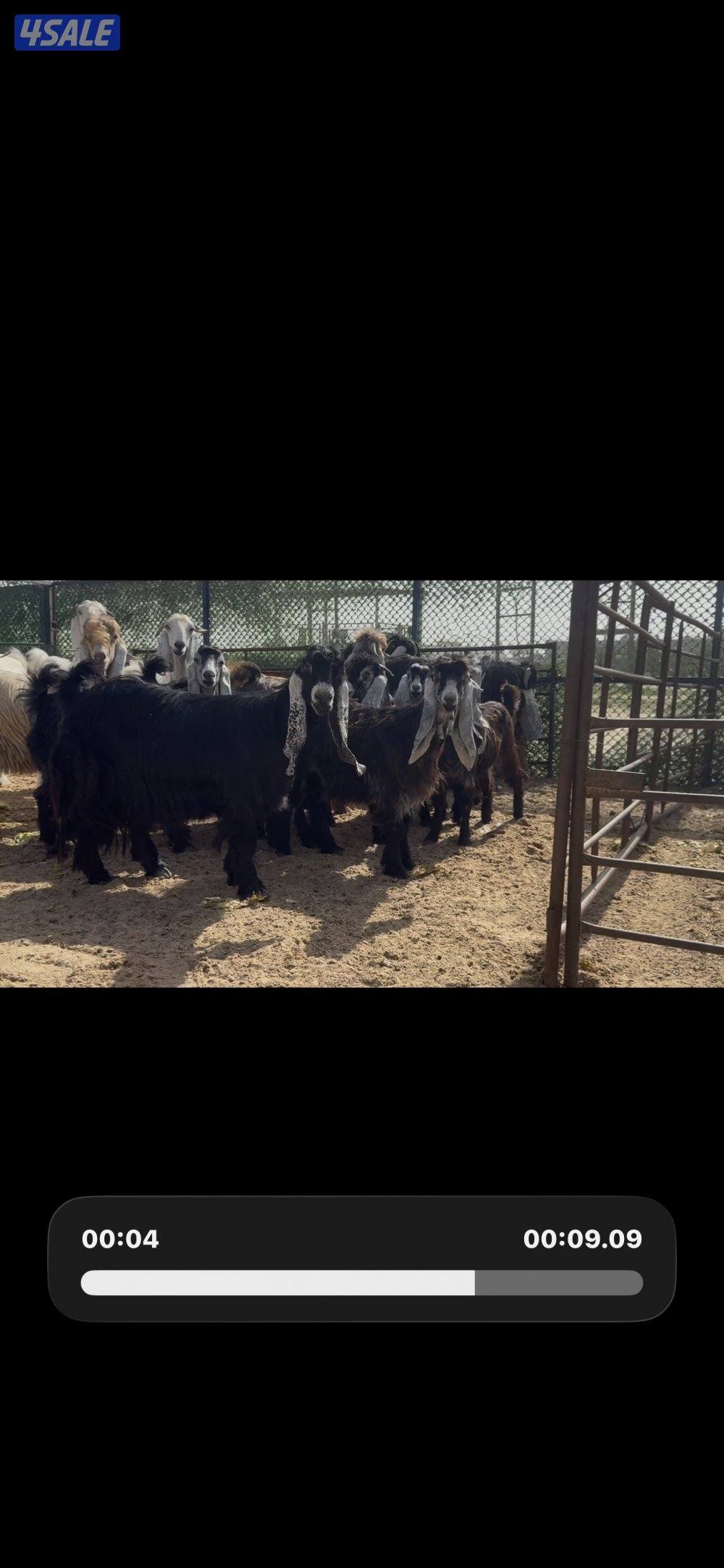 جذعات عوارض ربش العداد 10 مع التيس1